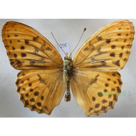 Argynnis sagana (Doubleday, 1847) Russia29f